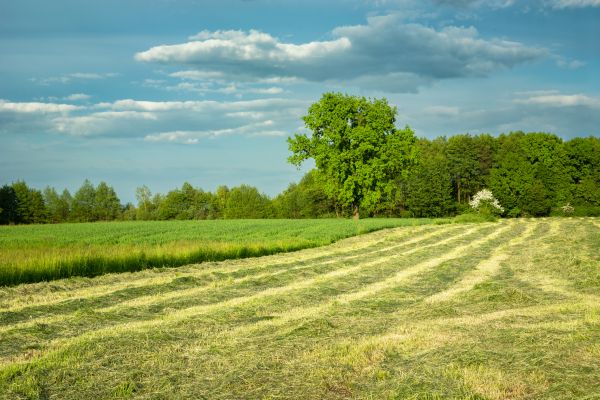 Cost of Vegetation Removal in Chillicothe